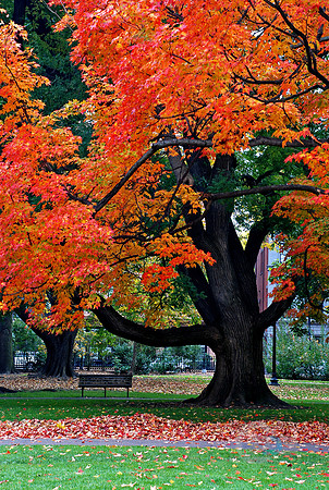 Fall at the Boston Commons